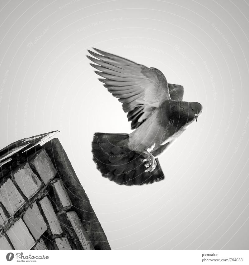 angelo Natur Urelemente Himmel Tier Vogel 1 Zeichen fliegen Taube Flügel Engel Dachfirst Altstadt Schwarzweißfoto Außenaufnahme Nahaufnahme Froschperspektive