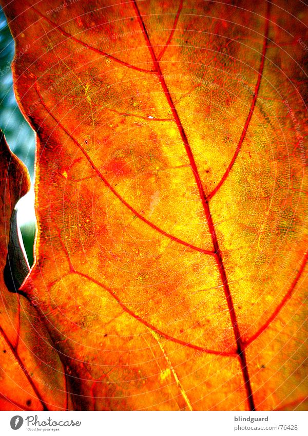 Herbstmode .:!!:. Blatt Gefäße rot Tod stoßen Physik fein trocken welk Geäst Ahorn gelb Hintergrundbild Makroaufnahme Nahaufnahme autumn leaf Loch Sonne Wärme