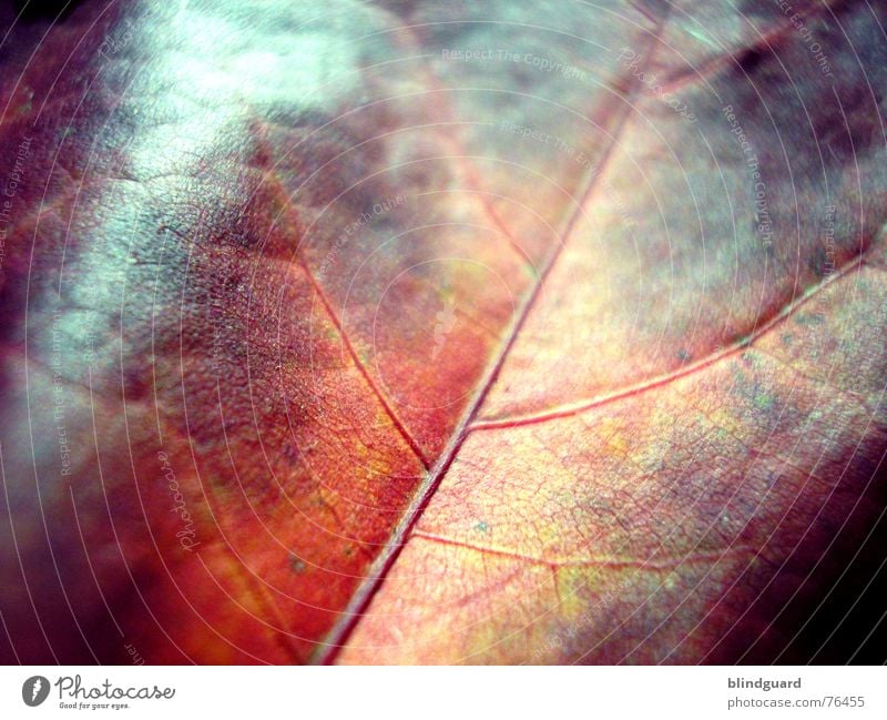 Herbstmode .:!!!:. Blatt Gefäße rot Tod stoßen Physik fein trocken welk Geäst Ahorn gelb grün autumn leaf Loch Sonne Wärme Wind abgefallen red getrocknet