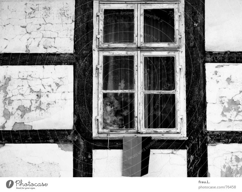 kleiner Affe Fachwerkfassade Fachwerkhaus Affen Stofftiere verwohnt Sprossenfenster Fenster vergessen abblättern Dorf Niedersachsen Haus Fensterscheibe