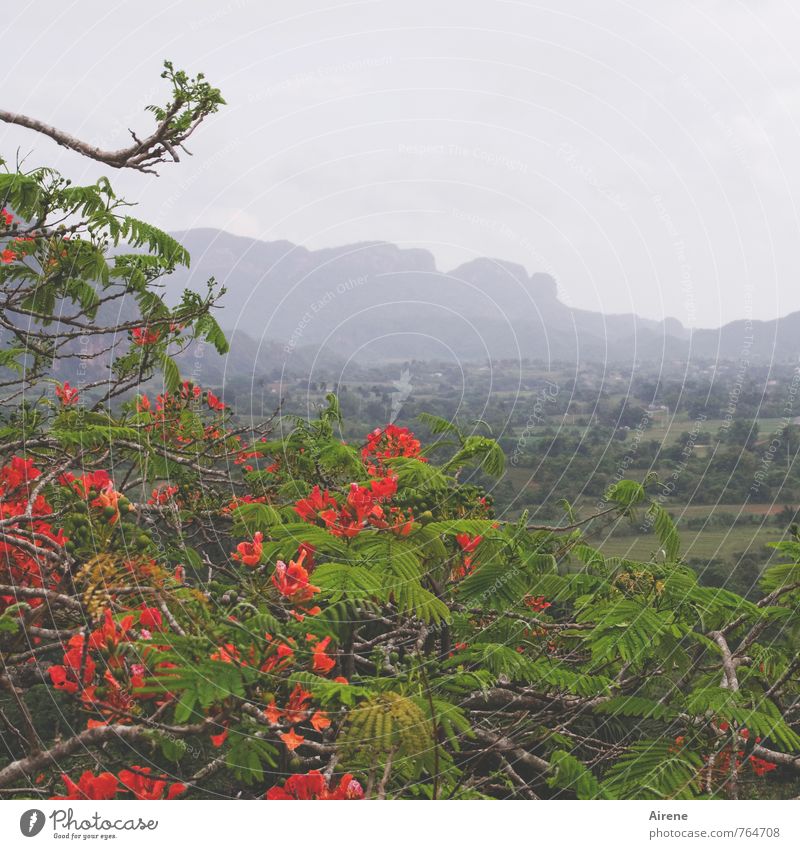 250 - Blüten für Blümchens Geburtstagsstrauß blühender Baum Flammenbaum exotisch Regen Jacaranda schlechtes Wetter Flamboyant Felsen Kuba Valle de Viñales