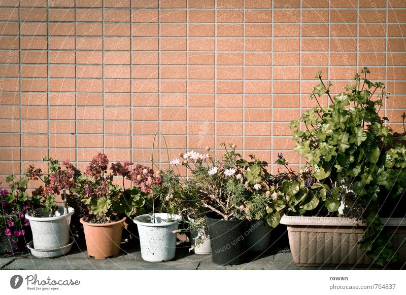 blumen Pflanze Blume Sträucher Haus Bauwerk Gebäude Mauer Wand Fassade mehrfarbig Dekoration & Verzierung Innenarchitektur Raster Blumentopf Blumenvase
