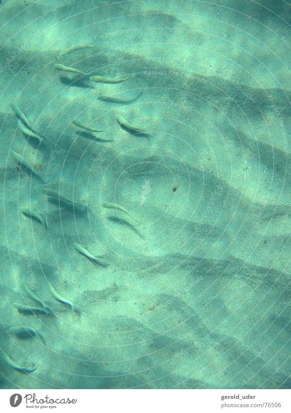 Meeresboden mit Fischen Wellen Muster Relief Bodenbelag Unterwasseraufnahme Mittelmeer Schatten Schwarm