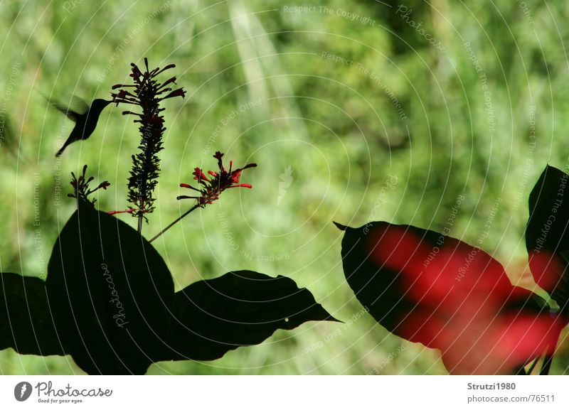 Kolibri Kuba Schattenspiel Blume bestäuben Urwald Vogel Ernährung Kolibris Flügel Staubfäden Schnabel kleinster Lebensmittel Nektar Halm Pollen