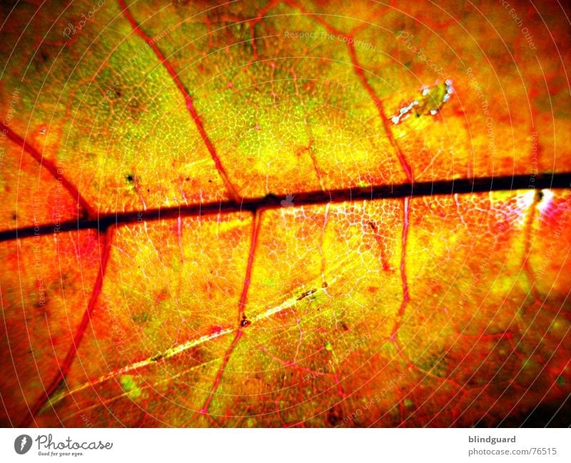 Herbstmode .:!V:. Blatt Gefäße rot Tod stoßen Physik fein trocken welk Geäst Ahorn gelb Hintergrundbild Makroaufnahme Nahaufnahme autumn leaf Loch Sonne Wärme