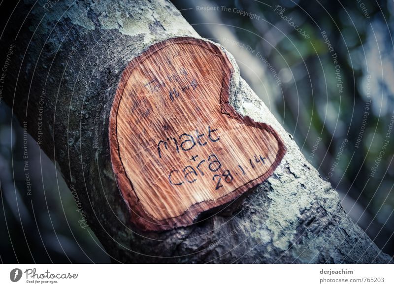 Verewigt, Herz im Baum -  , Matt & Cara, im Nationalpark bei Burleigh, Queensland, Zufriedenheit Freizeit & Hobby Sommer Baumstamm Liebe schnitzen Handwerk