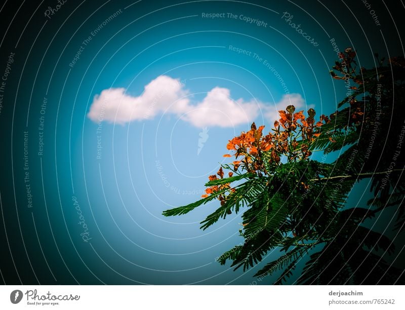 Blauer Himmel, kleine weiße Wolken, Tanne mit Blüten Stil ruhig Freizeit & Hobby Ausflug Landwirtschaft Forstwirtschaft Natur Sommer Schönes Wetter Grünpflanze