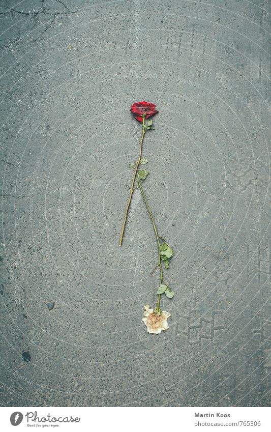 Lebensabschnittsfährten Lifestyle schön Pflanze Rose Blühend fallen Liebe liegen Traurigkeit verblüht Duft kaputt Stadt rot weiß Partnerschaft Einsamkeit