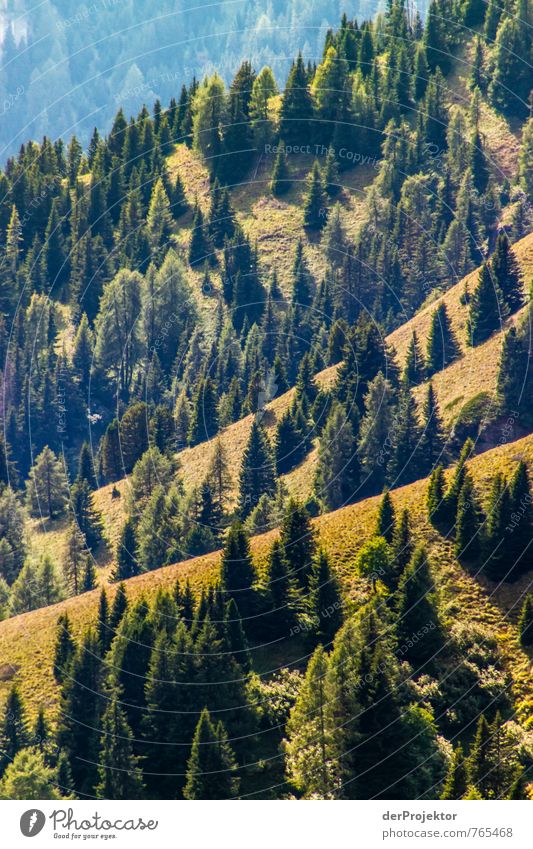 Wald – soweit das Auge reicht Umwelt Natur Landschaft Pflanze Urelemente Sommer Schönes Wetter Baum Urwald Hügel Felsen Alpen Berge u. Gebirge braun gold grün