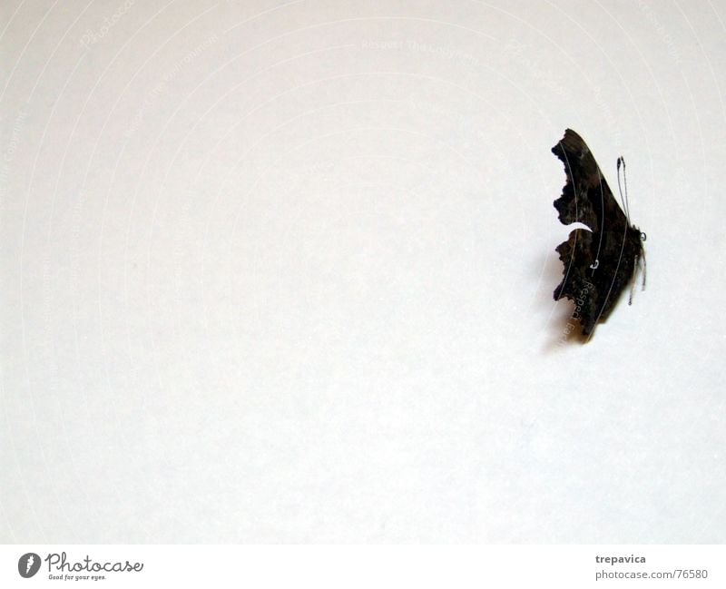schmetterling III Insekt Tier Hintergrundbild Schmetterling Fluginsekt Zärtlichkeiten Schlaufe Flügel Seele