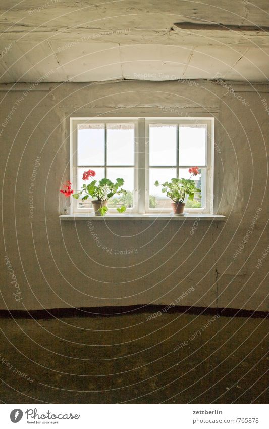Groß Zicker Haus Raum Innenarchitektur Häusliches Leben Wohnhaus Wohnzimmer Fenster Fensterladen Fensterscheibe Scheibe Glas Aussicht Blumentopf Zimmerpflanze