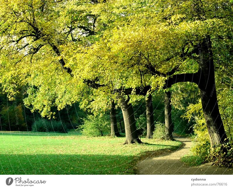 Stadtpark Park Baum Herbst grün gelb Richtung Wiese ruhig Erholung Freizeit & Hobby Reifezeit gepflegt alternativ Garten Natur Wege & Pfade Schatten Sonne Wärme