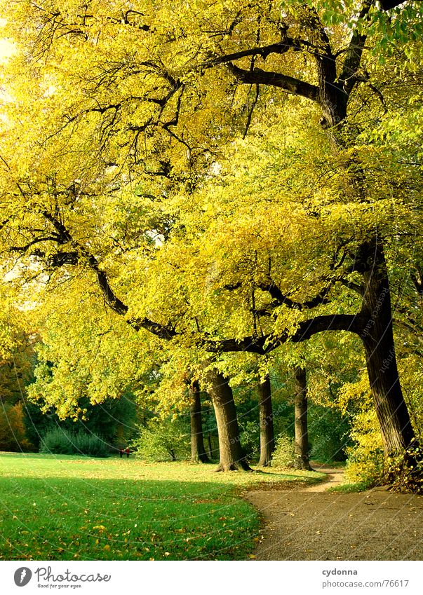 Stadtpark I Park Baum Herbst grün gelb Richtung Wiese ruhig Erholung Freizeit & Hobby Reifezeit gepflegt alternativ Garten Natur Wege & Pfade Schatten Sonne