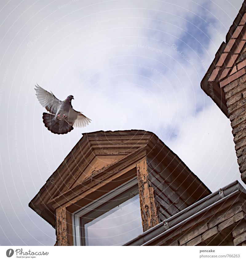 sie haben post! Altstadt Haus Fenster Dach Tier Vogel 1 Zeichen fliegen schreiben retro Stadt Business Umweltverschmutzung Verfall Vergangenheit Taube Dachgaube