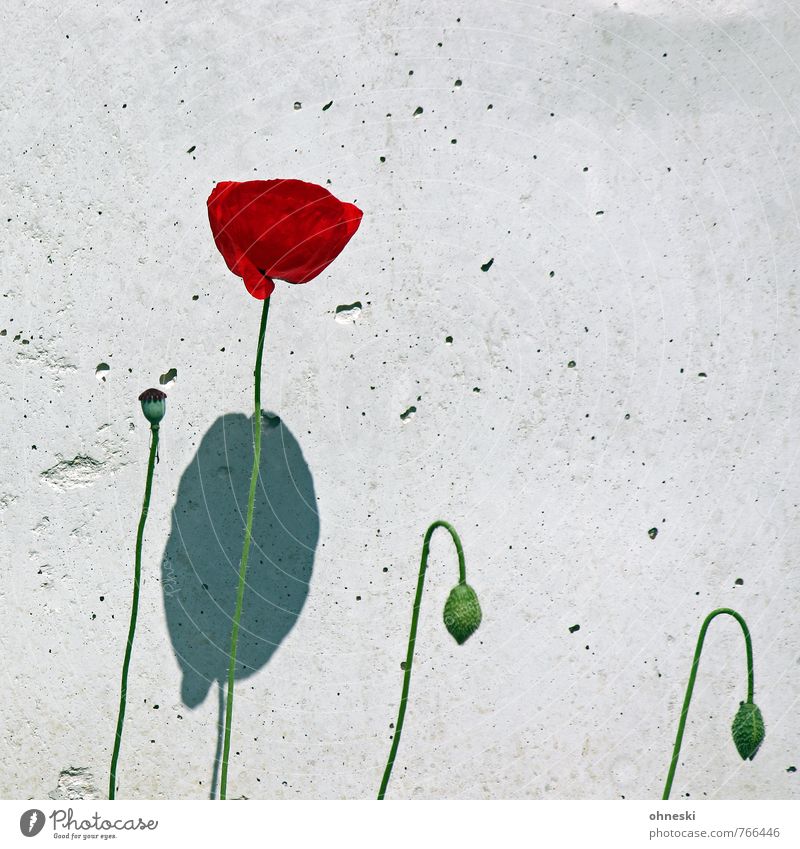 Mauerblümchen Sommer Pflanze Blume Mohn Mohnblüte Wand Glück Lebensfreude Frühlingsgefühle Natur Wachstum Farbfoto mehrfarbig Außenaufnahme Strukturen & Formen