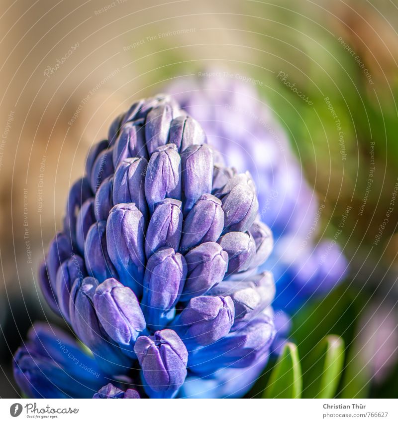 Hyazinthen Natur Frühling Schönes Wetter Blatt Blüte Topfpflanze Blühend ästhetisch fantastisch blau grau grün Warmherzigkeit Zufriedenheit elegant