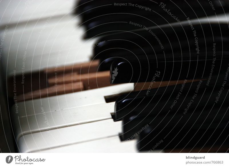 Ebony & Ivory Freizeit & Hobby Musik Musiker Kunst Bühne Klavier Keyboard Akkordeon Holz Kunststoff authentisch glänzend kaputt braun schwarz weiß Senior