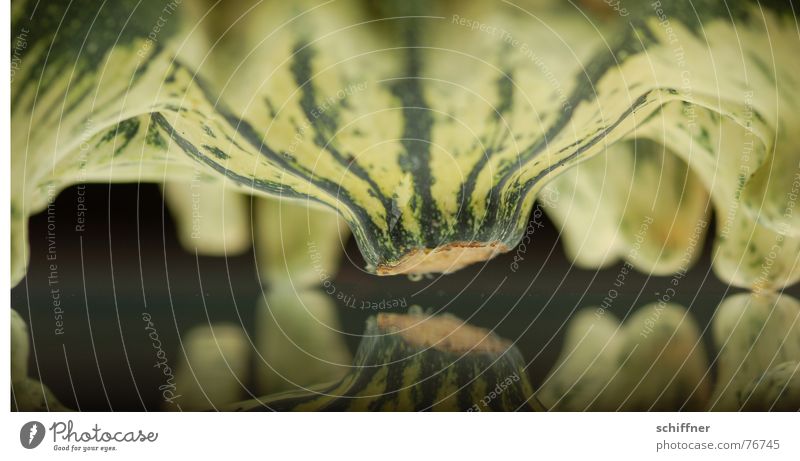 kürbis 8 Spiegel Herbst grün gestreift Muster eng Pflanze Tier Reihe Kürbis zierkürbis spiegellung Fuß