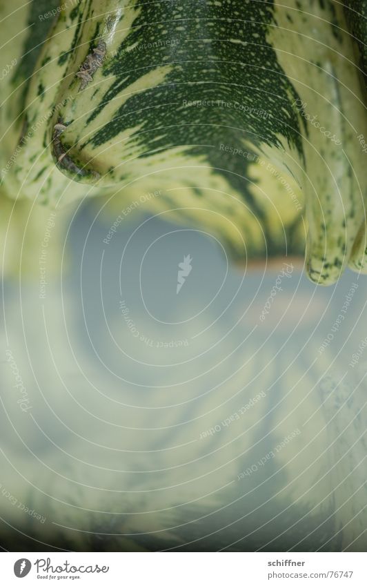 Kürbis 9 Herbst Spiegel grün gestreift Muster zierkürbis spiegellung
