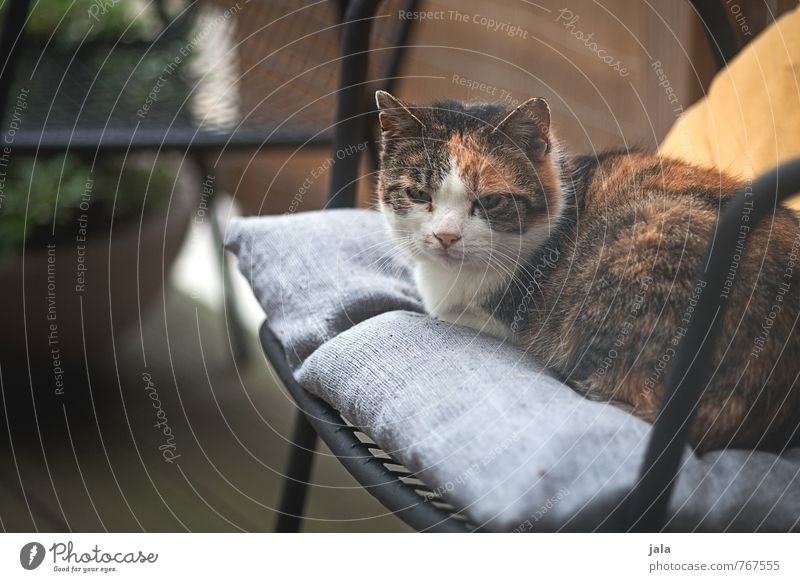 katzel Stuhl Terrasse Tier Haustier Katze 1 liegen sitzen Farbfoto Außenaufnahme Menschenleer Tag Tierporträt Blick nach vorn