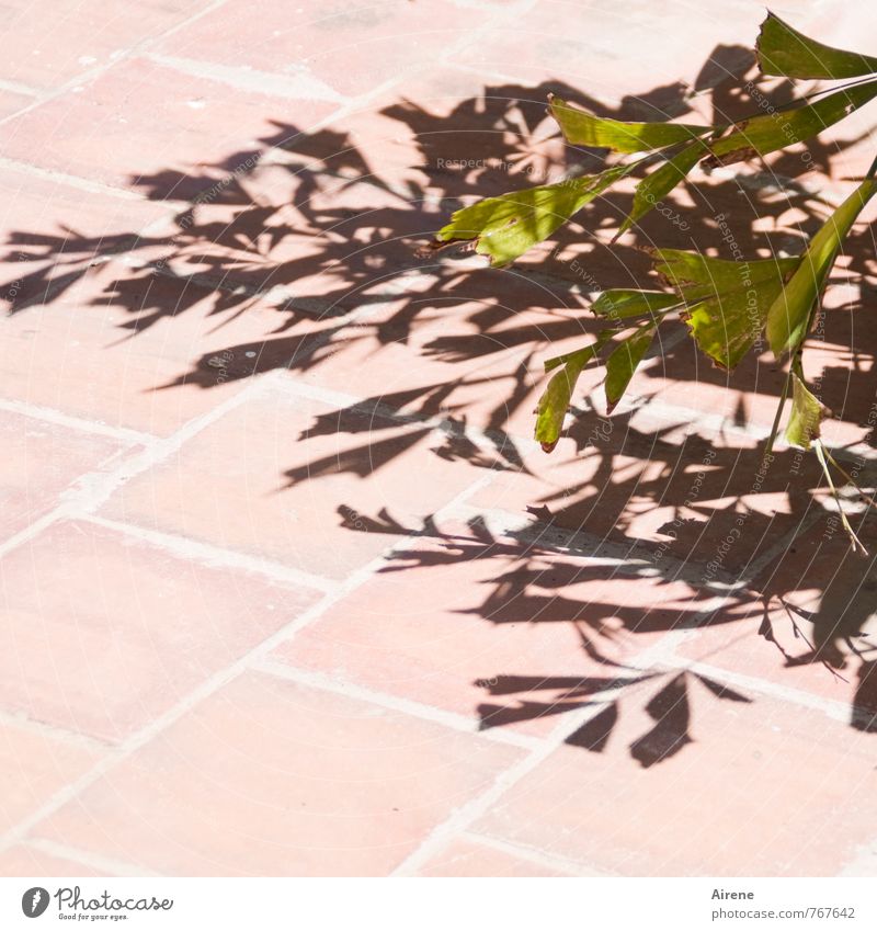 im Mittagslicht Sonnenlicht Schönes Wetter Pflanze Blatt Grünpflanze Zeichen heiß grün schwarz Klarheit deutlich Kontrast blassrosa Farbfoto Außenaufnahme