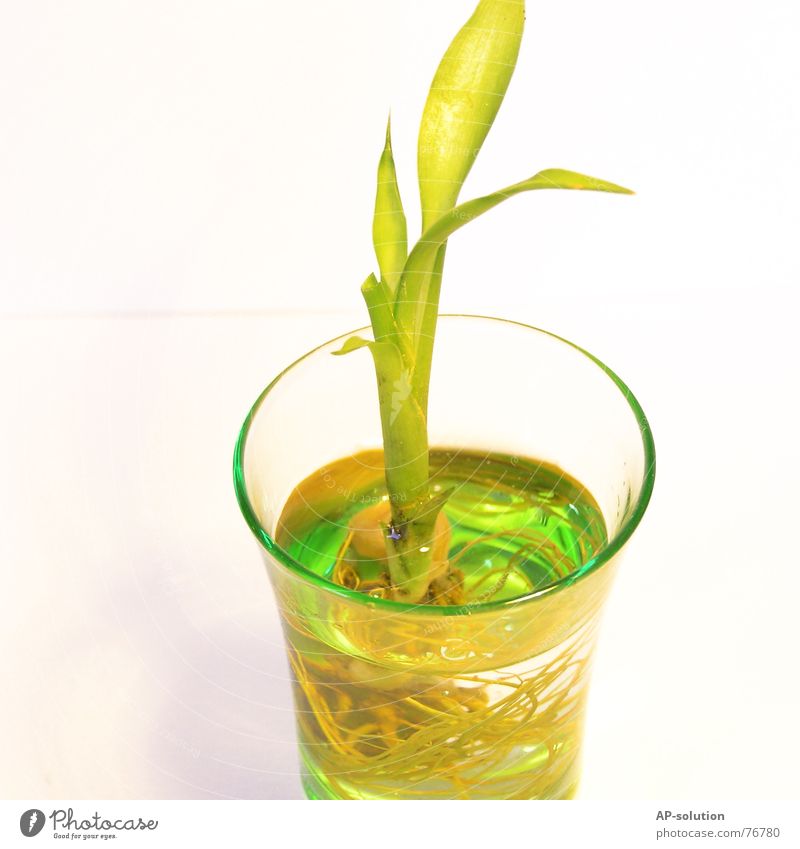 Lucky Bamboo gedeihen Pflanze grün Grünpflanze Wachstum Dinge Häusliches Leben Glücksbambus Dekoration & Verzierung Wurzel Wasser Glas