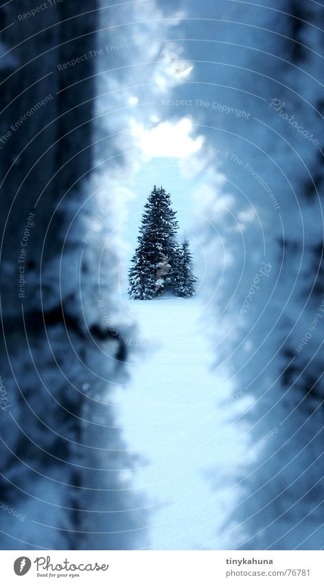 Durch einen Riss in einem dunklen Zaun Winter Eiskristall Schneekristall Tanne Fichte kalt weiß Frost Spalte blau tief