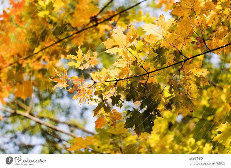 Herbstblätter Blatt Baum gelb Natur Mühlacker Außenaufnahme herbst gelb natur bunt Ast Deutschland hell canon eos 5d