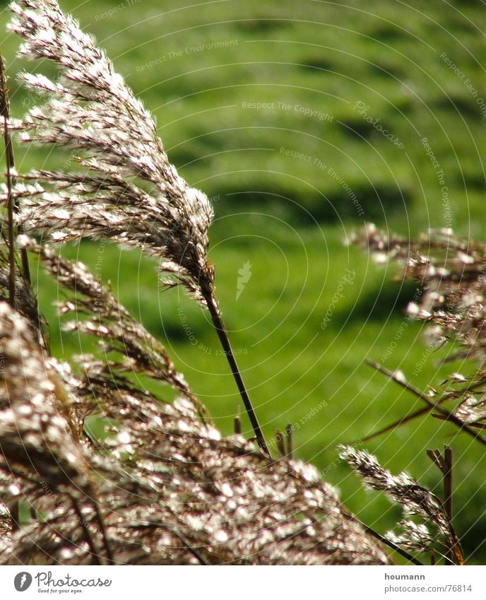 gegenlicht Sumpf Licht grün Sommer swamp sumpfplanze rohr pflanze Wind