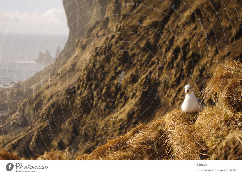 Brüter Abenteuer Ferne Natur Landschaft Felsen Küste Insel Klippe Wildtier Vogel beobachten Erholung Stimmung Zufriedenheit Lebensfreude Willensstärke Mut