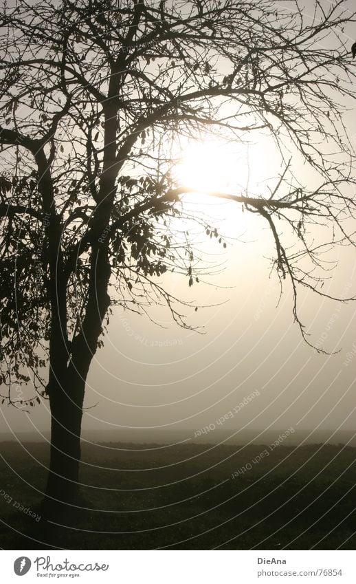 broken Nebel Feld Wiese Stimmung Baum Blatt Licht Oktober herbstmorgen Ast Natur Landschaft Sonne