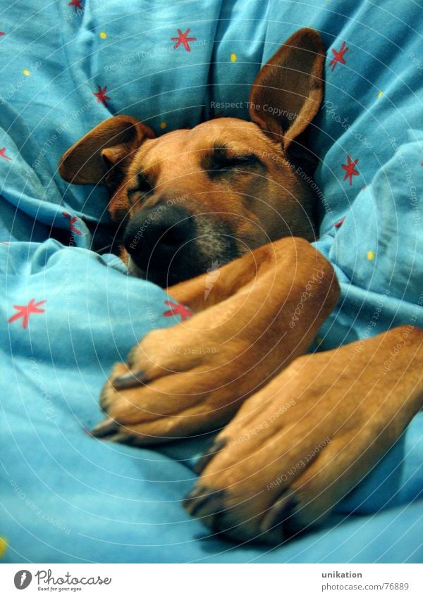 Aber Großmutter... [1] Hund Bett Bettdecke Kissen schlafen verpackt träumen Halbschlaf kalt Winter frieren Pfote Schnauze geschlossene Augen Rotkäppchen Märchen