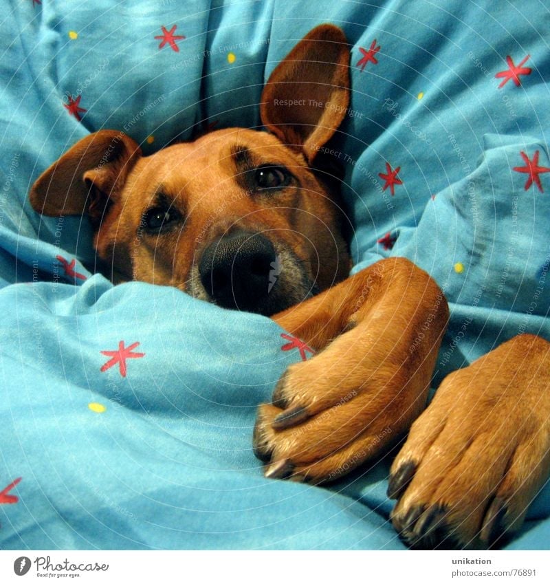 Aber Großmutter... [3] Hund Bett Bettdecke Kissen verpackt träumen Halbschlaf kalt Winter frieren Pfote Schnauze Rotkäppchen Märchen Böser Wolf unhygienisch