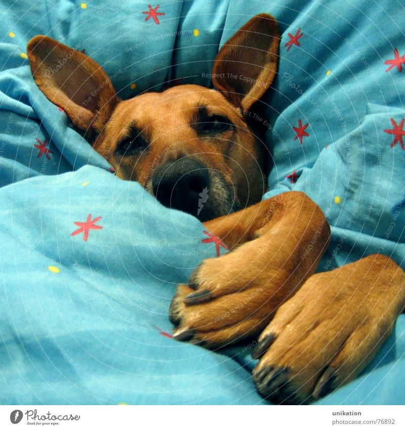 Aber Großmutter... [4] Hund Bett Bettdecke Kissen schlafen verpackt träumen Halbschlaf kalt Winter frieren Pfote Schnauze Rotkäppchen Märchen Böser Wolf