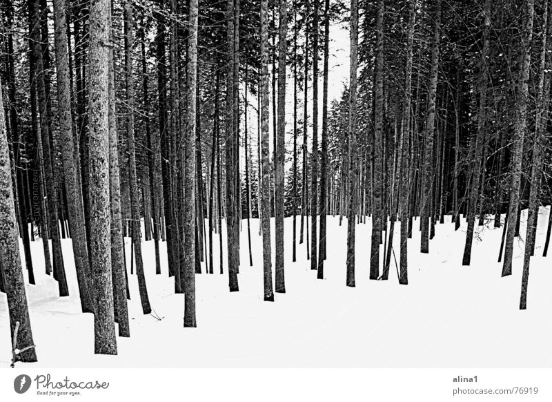 Kälte Wald frieren kalt Baum Niveau Schnee Schwarzweißfoto Ordnung Landschaft
