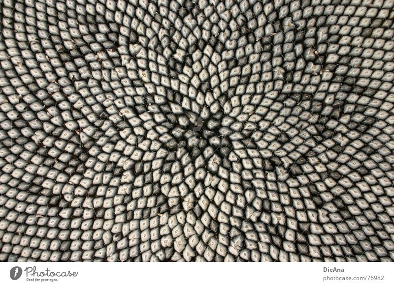drängeln Sonnenblumenkern Muster weiß grau Mosaik Herbst Stern (Symbol)