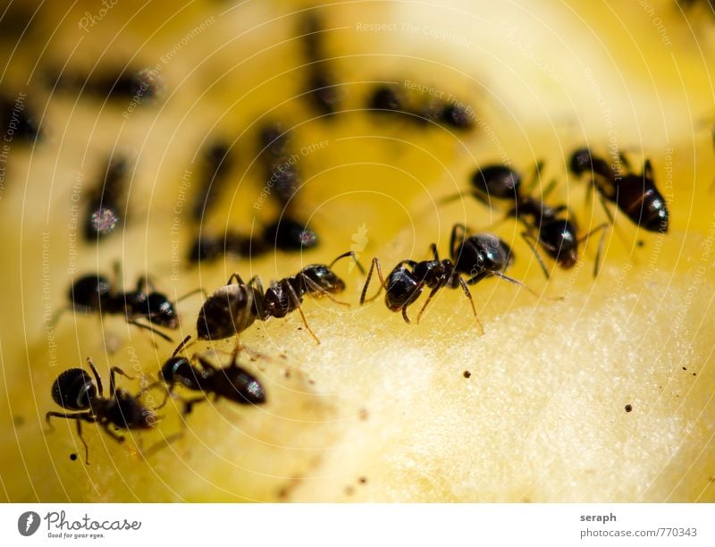 Ameisen nourish Futter Lebensmittel forage Frucht Ernährung Insekt Menschengruppe colony wildlife Arbeit & Erwerbstätigkeit Teamwork organisiert Vorrat