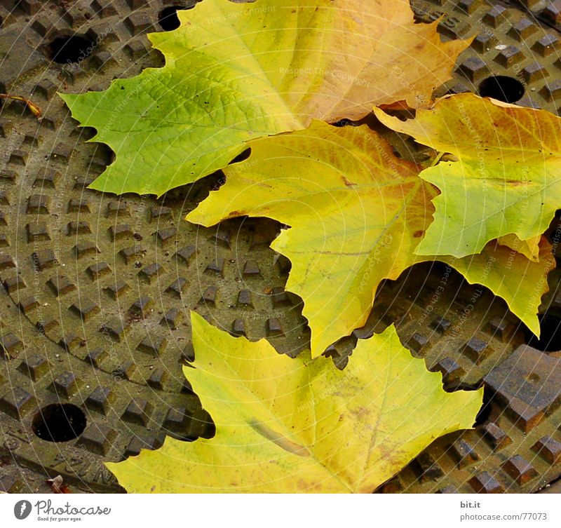 wie tief kann man eigentlich noch fallen ?? II abwärts Gully Herbst Blatt Stimmung Drehung Baum mehrfarbig Oktober November Eindruck Monat Jahr Jahreszeiten
