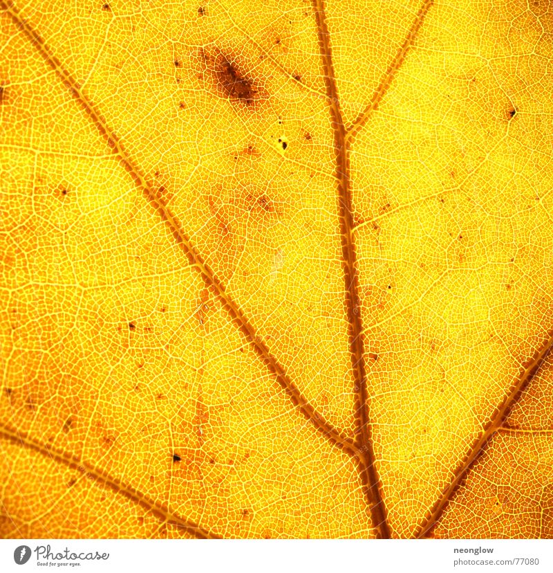 Gold in den Venen Blatt Herbst gelb braun mehrfarbig Gefäße Stimmung gold Blut Lampe