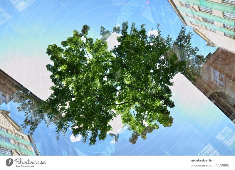 bizarr | Wurzeln werden überbewertet... Abenteuer Traumhaus Garten Umwelt Natur Pflanze Erde Schönes Wetter Baum exotisch Park Kleinstadt Fassade fliegen