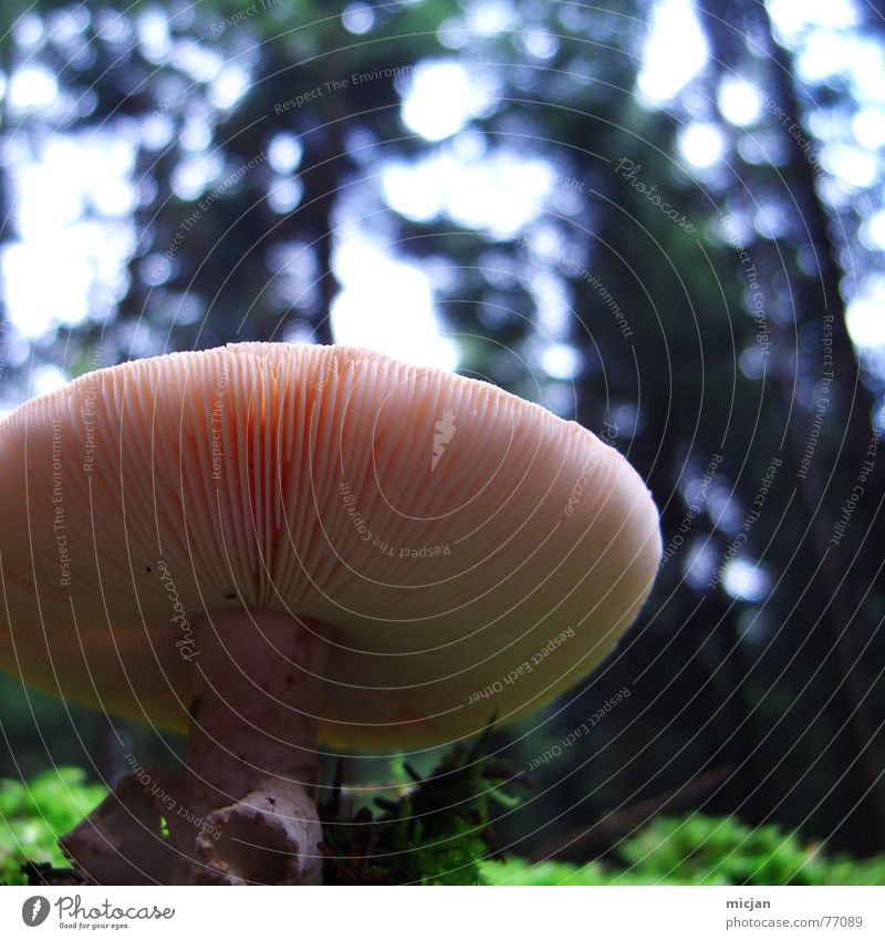 Bungo-Fungi Furche Wald Pflanze Dinge Ekel beige grün Waldboden Dach Regenschirm lecker essbar keine Ahnung UFO schleimig Sporen genießen Ernährung zurückziehen