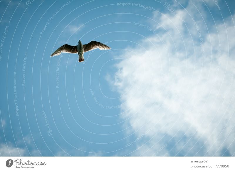 Überflug Himmel Wolken Sommer Schönes Wetter Tier Wildtier Vogel Möwe Möwenvögel 1 elegant blau Vogelflug himmelwärts Blauer Himmel Wolkenhimmel gleiten