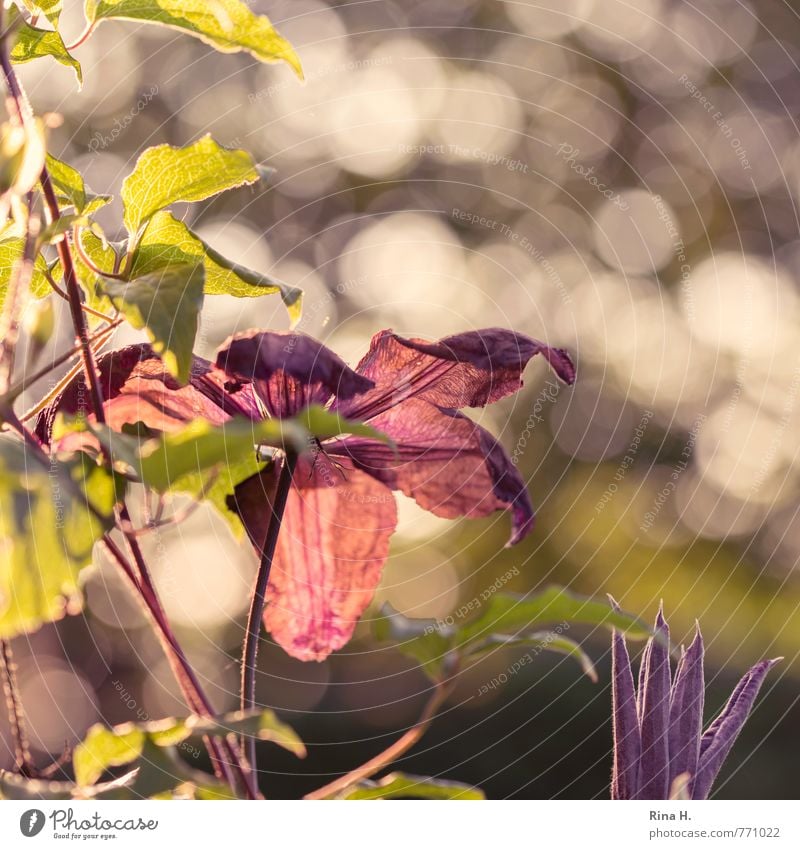 GegenlichtKlematis Natur Pflanze Schönes Wetter Clematis Kletterpflanzen Garten Blühend hell Glück Frühlingsgefühle Unschärfe qudratisch Blütenknospen Farbfoto