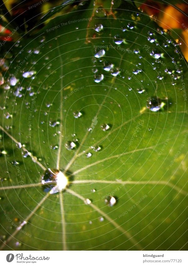 Tropfenkosmos Blatt grün nass frisch Licht glänzend nah Makroaufnahme Regen blitzen Wasser Herbst Tränen flüssiges silber Wassertropfen Reflexion & Spiegelung