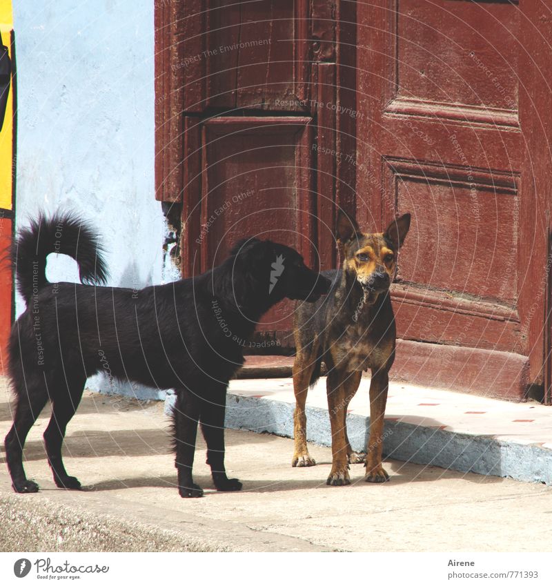Wollen wir spielen? Provinz Sancti Spíritus Kuba Haus Mauer Wand Tür Eingangstür Tor Tier Haustier Hund 2 beobachten Kommunizieren Spielen warten Freundlichkeit