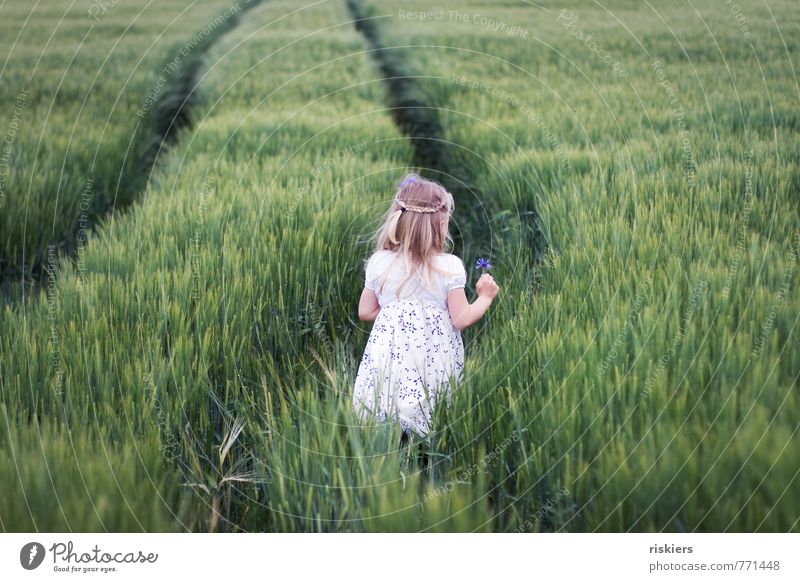wilde kornblume ii Mensch feminin Kind Mädchen Kindheit 1 3-8 Jahre Umwelt Natur Landschaft Pflanze Frühling Sommer Feld entdecken Erholung träumen wandern
