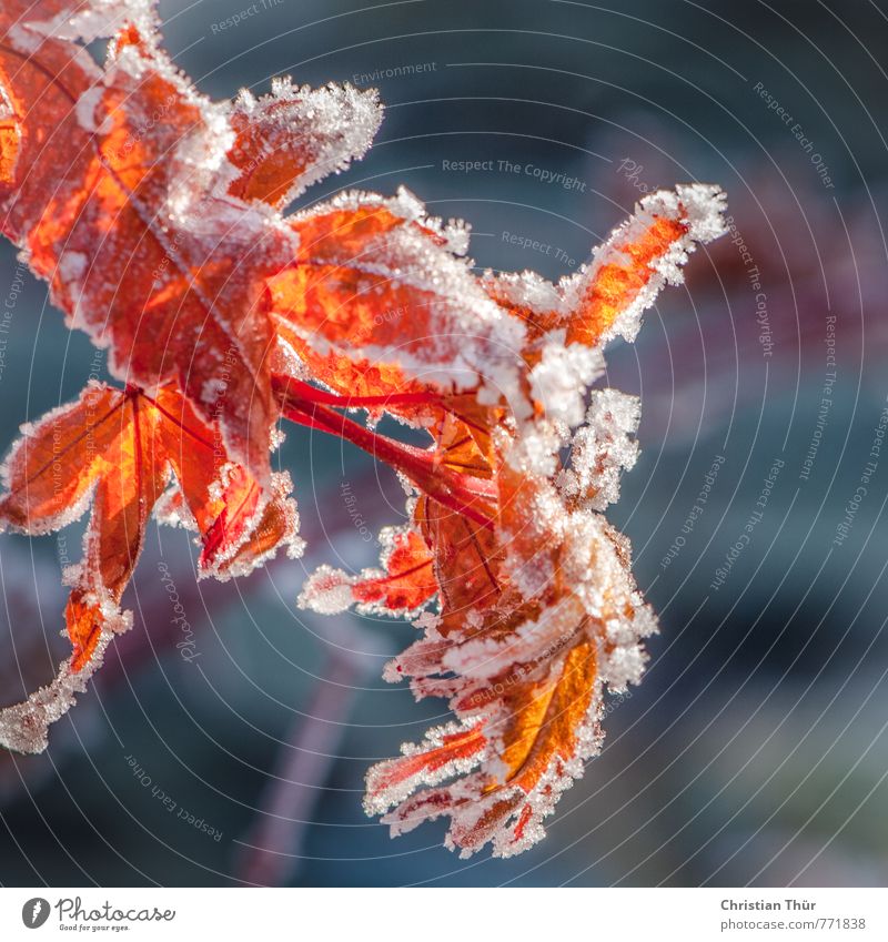 Winterblätter im Sonnenlicht Umwelt Natur Pflanze Tier Schönes Wetter Eis Frost Schnee Blatt Erholung frieren hängen verblüht ästhetisch braun rot schwarz