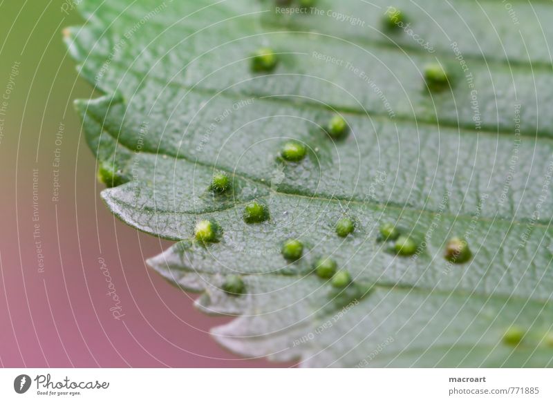 Pubertät Blatt Baum Parasit Pickel verwickelt Punkt gallen Behaarung grün pflanzlich Pflanze rosa Makroaufnahme Nahaufnahme Detailaufnahme gallmücken verpuppt