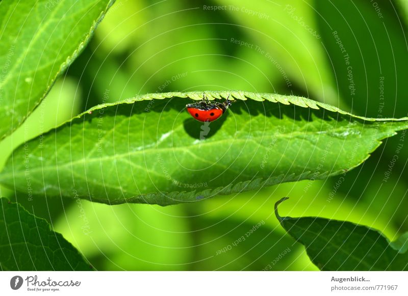 im Grünen... Käfer Marienkäfer 1 Tier grün rot friedlich Gelassenheit Nahaufnahme