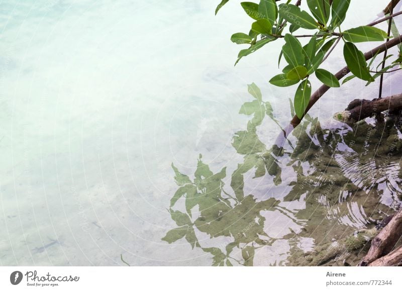 einfach so'n Foto Landschaft Wasser Pflanze Sträucher Blatt Grünpflanze exotisch Mangrove Urwald Küste Meer Moor Sumpf hell grün Reflexion & Spiegelung bleich